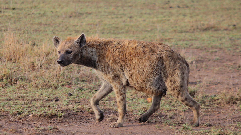 2017DeafSafariIMG_9149 copy