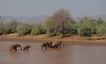 Deaf Safari: Kenya